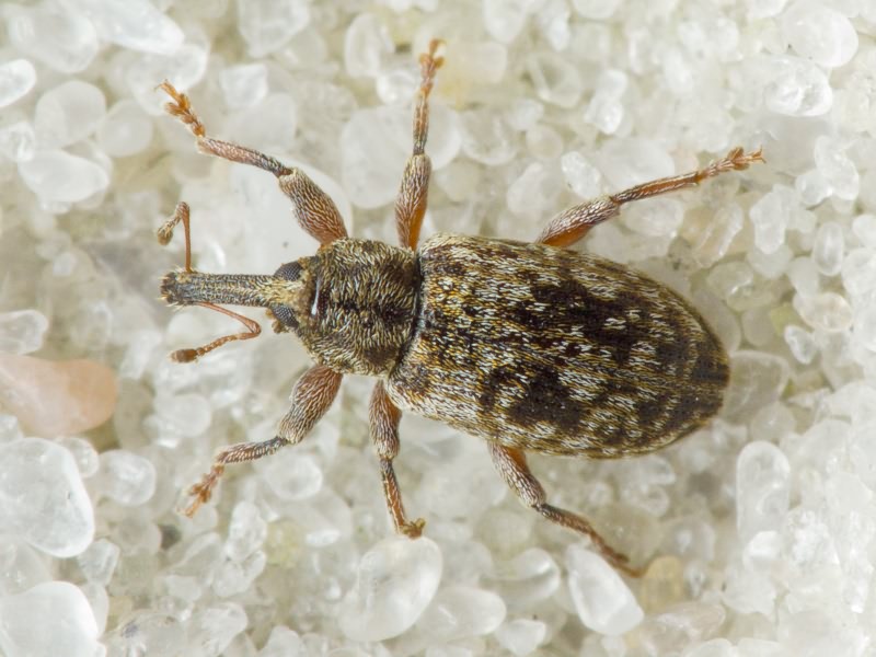 Dorytomus rubrirostris (Gravenhorst, 1807)